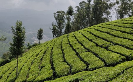 Munnar Adventure Activities for Nature Lovers