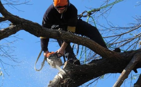 Tree Pruning: The Complete Guide to Healthier, Safer, and Better-Looking Trees