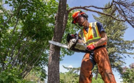 Tree Pruning: The Ultimate Guide to Healthier, Stronger, and Better-Looking Trees