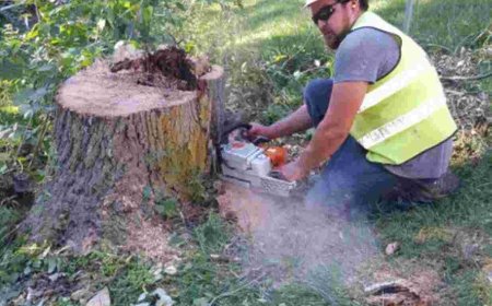 Tree Pruning: The Secret to a Healthy, Beautiful Yard