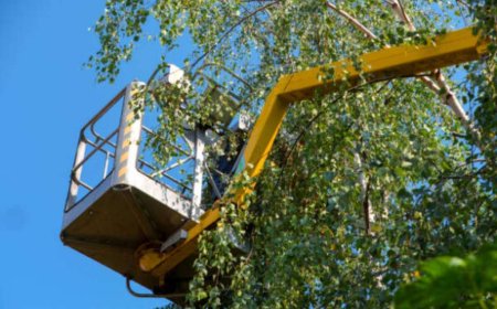 The Complete Guide to Tree Pruning: Healthier Trees, Safer Yards