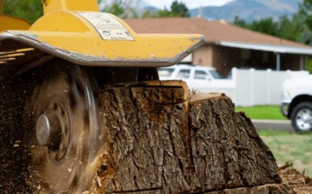 Stump Grinding: The Complete Homeowner's Guide