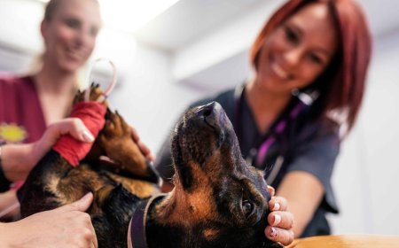 Recognizing Dog Breathing Issues: Early Signs Every Pet Owner Should Watch For