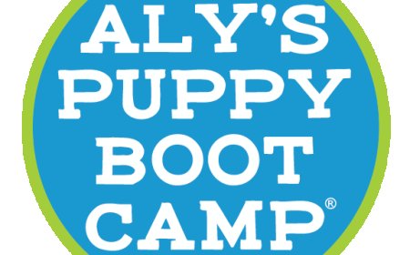 Why the Good Walker Handsfree Leash Revolutionizes Dog Walking and Training