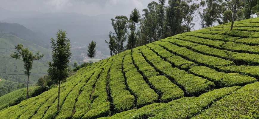 Munnar Adventure Activities for Nature Lovers