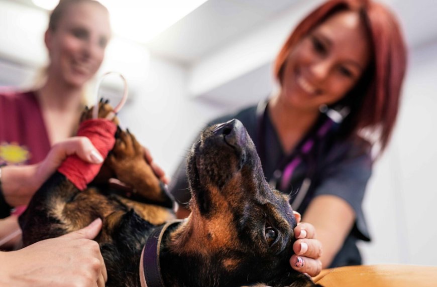 Recognizing Dog Breathing Issues: Early Signs Every Pet Owner Should Watch For