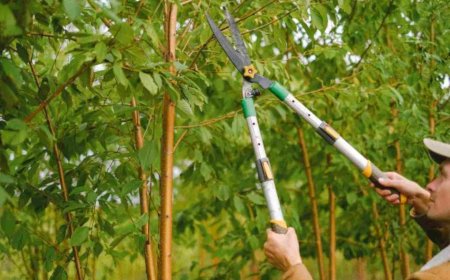 Tree Pruning – A Complete Guide to Healthier, Safer, and More Beautiful Trees