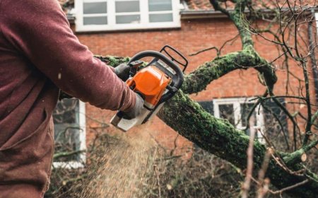 Tree Pruning – The Secret to Healthy, Beautiful Trees