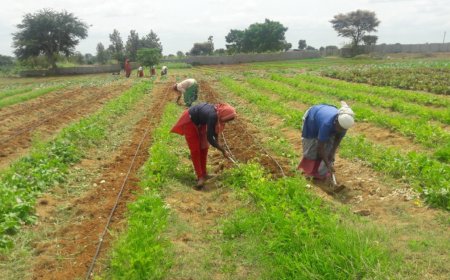 What is the impact of organic farming practices in Chennai on the quality of milk for child's growth?