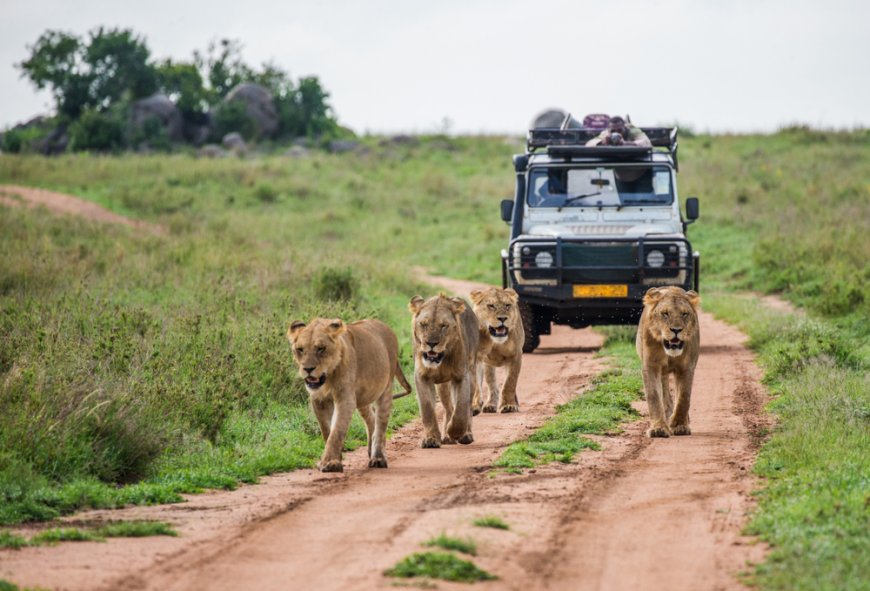 What Is The Best Country To Go On Safari And Why?
